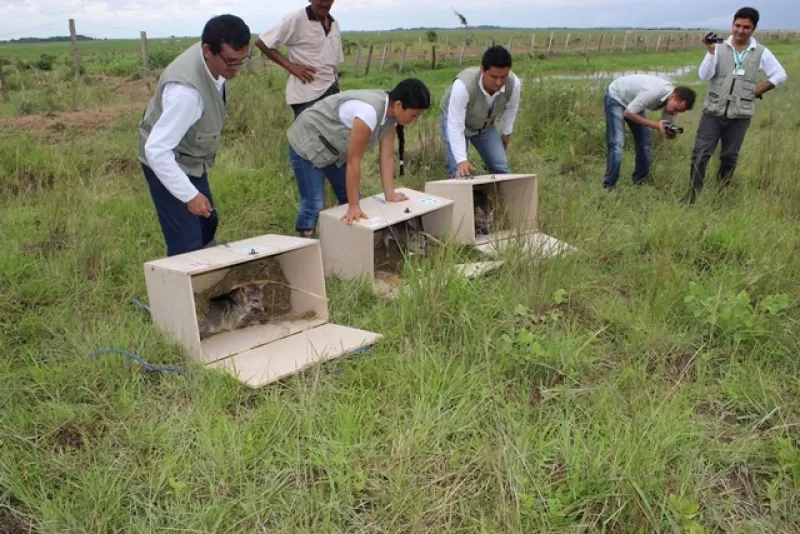 Cerca de 140 animales de varios especies fueron liberada por Corporinoquia en la reserva natural Matesanto de Trinidad, Casanarem